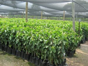 Image of healthy TSG2 guava trees.